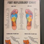 Reflexology pressure point chart
